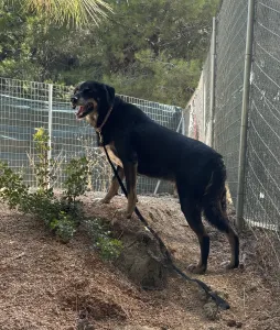 Adopt King