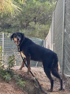 Adopt King