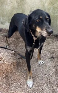 Adopt King
