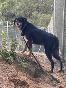 Adopt King