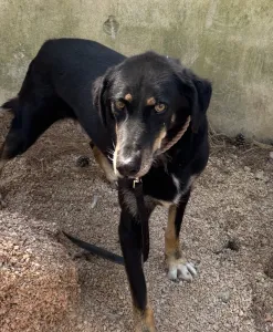 Adopt King