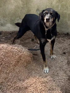 Adopt King