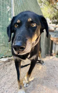 Adopt King