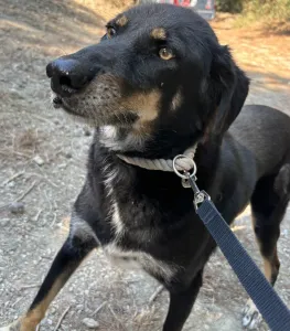 Adopt King