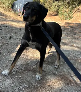 Adopt King