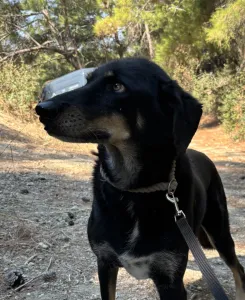 Adopt King