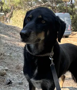 Adopt King