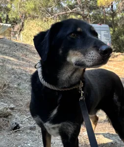 Adopt King