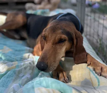 Adoptie hond Lacky
