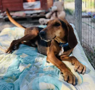 Adoptie hond Lacky