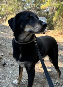 Adopt King