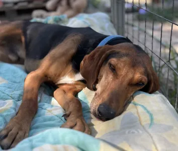 Adoptie hond Lacky