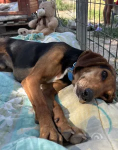 Adoptie hond Lacky
