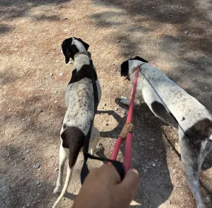 Hund Wood adoptieren
