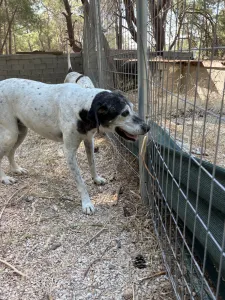 Hund Wood adoptieren