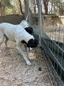 Hund Wood adoptieren