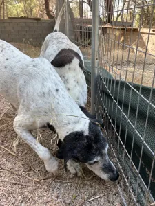 Hund Wood adoptieren