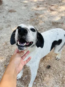Hund Wood adoptieren