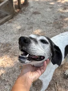 Hund Wood adoptieren