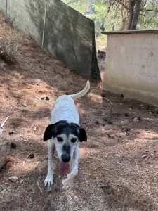 Hund Wood adoptieren