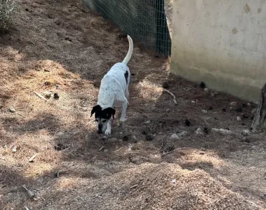 Hund Wood adoptieren