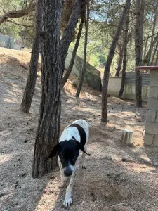 Hund Wood adoptieren