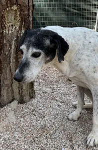 Hund Wood adoptieren