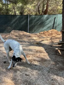 Hund Wood adoptieren