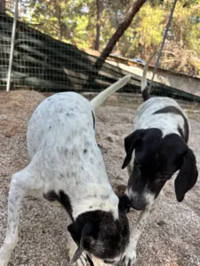 Hund Wood adoptieren