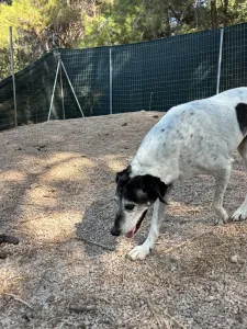 Hund Wood adoptieren