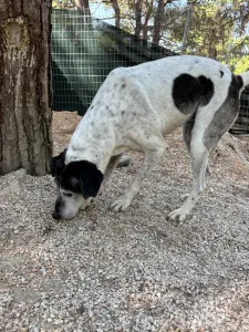 Hund Wood adoptieren