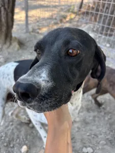 Adopt Foki