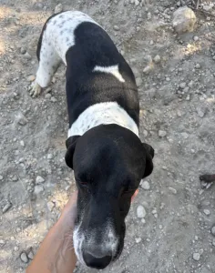 Adopt Foki