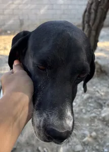Adopt Foki