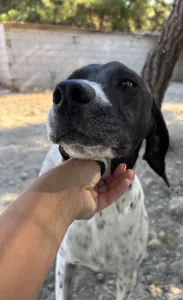 Adopt Foki