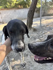 Adopt Foki