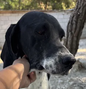 Adopt Foki