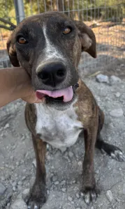 Adoption profile for Ntalia