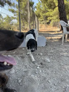 Adopt Foki