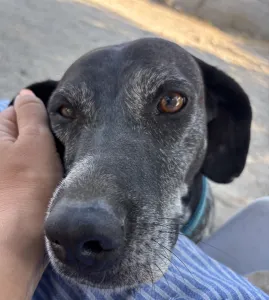Adoption profile for Sasa