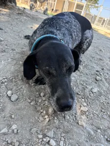 Adopt Sasa