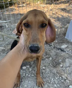 Adopt Alfi