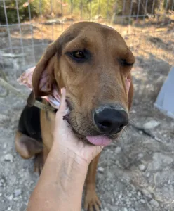 Adopt Alfi