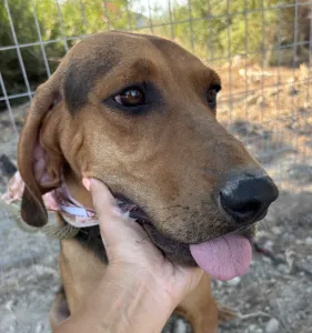 Adopt Alfi