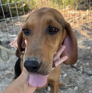 Adoption profile for Alfi