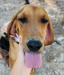 Adopt Alfi