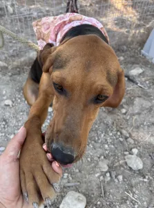 Adopt Alfi