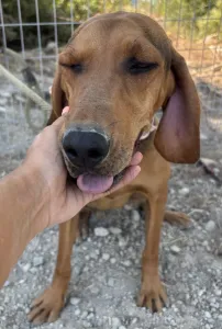 Adopt Alfi