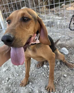 Adopt Alfi