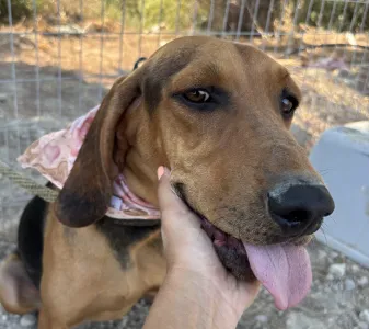 Adopt Alfi